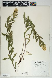 Solidago wrightii var. adenophora image