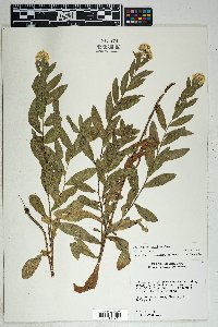 Solidago wrightii image