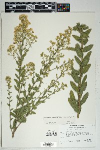 Solidago wrightii image