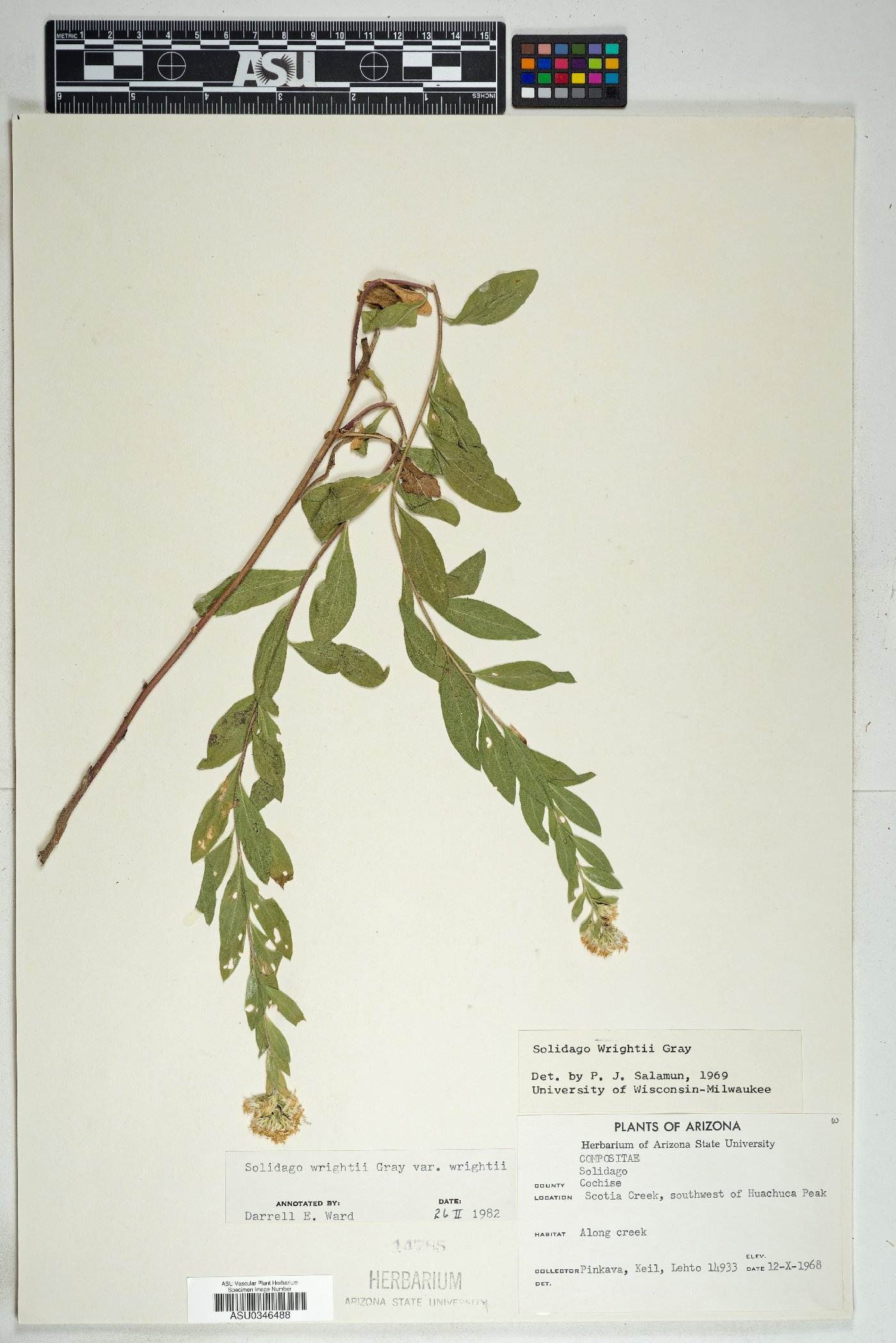 Solidago wrightii var. wrightii image