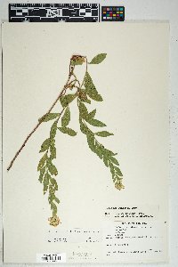 Solidago wrightii var. wrightii image