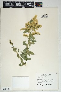 Solidago wrightii image