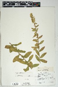 Solidago wrightii var. adenophora image