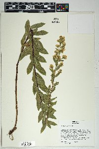 Solidago wrightii image