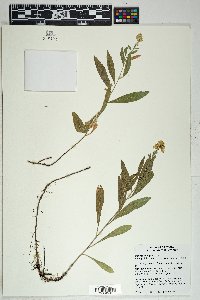 Solidago wrightii image