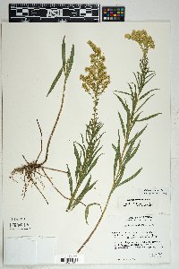 Solidago velutina image