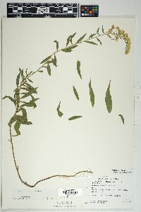 Solidago velutina image