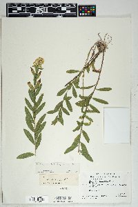 Solidago wrightii image