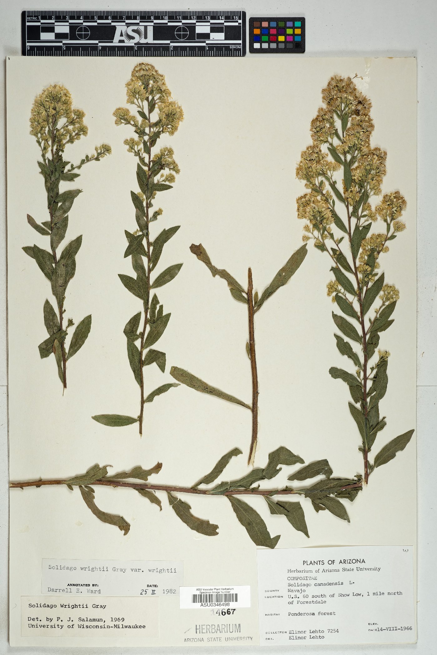 Solidago wrightii var. wrightii image