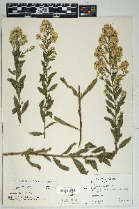 Solidago wrightii image