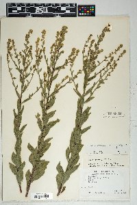 Solidago wrightii var. wrightii image