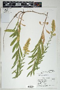 Solidago wrightii image