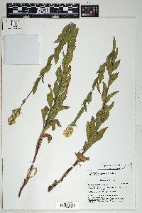 Solidago wrightii image