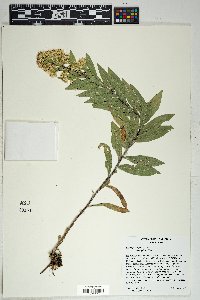 Solidago wrightii var. adenophora image