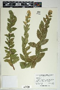 Solidago wrightii image