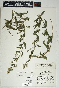 Solidago wrightii var. wrightii image