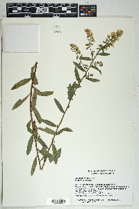 Solidago wrightii image