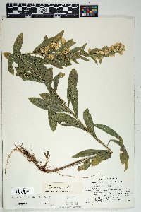 Solidago wrightii image