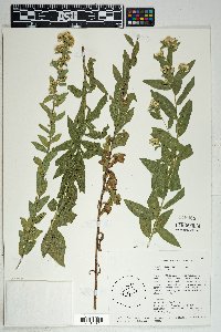 Solidago wrightii image