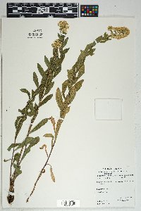 Solidago wrightii image