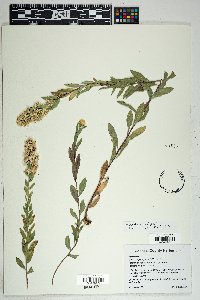 Solidago wrightii image