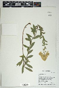 Solidago wrightii image