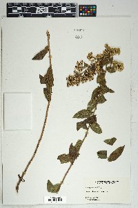 Solidago wrightii image