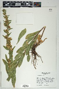 Solidago wrightii image