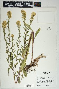 Solidago wrightii image