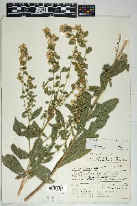 Solidago wrightii var. wrightii image