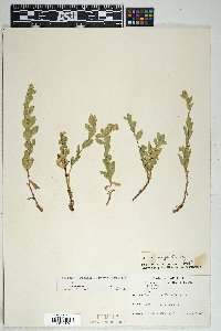 Solidago wrightii image