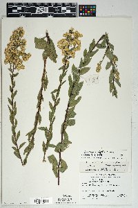 Solidago wrightii image