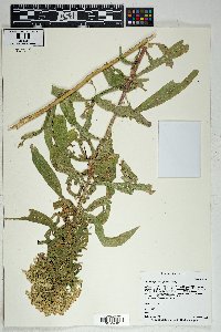 Solidago wrightii image