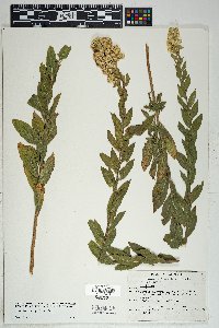 Solidago wrightii image