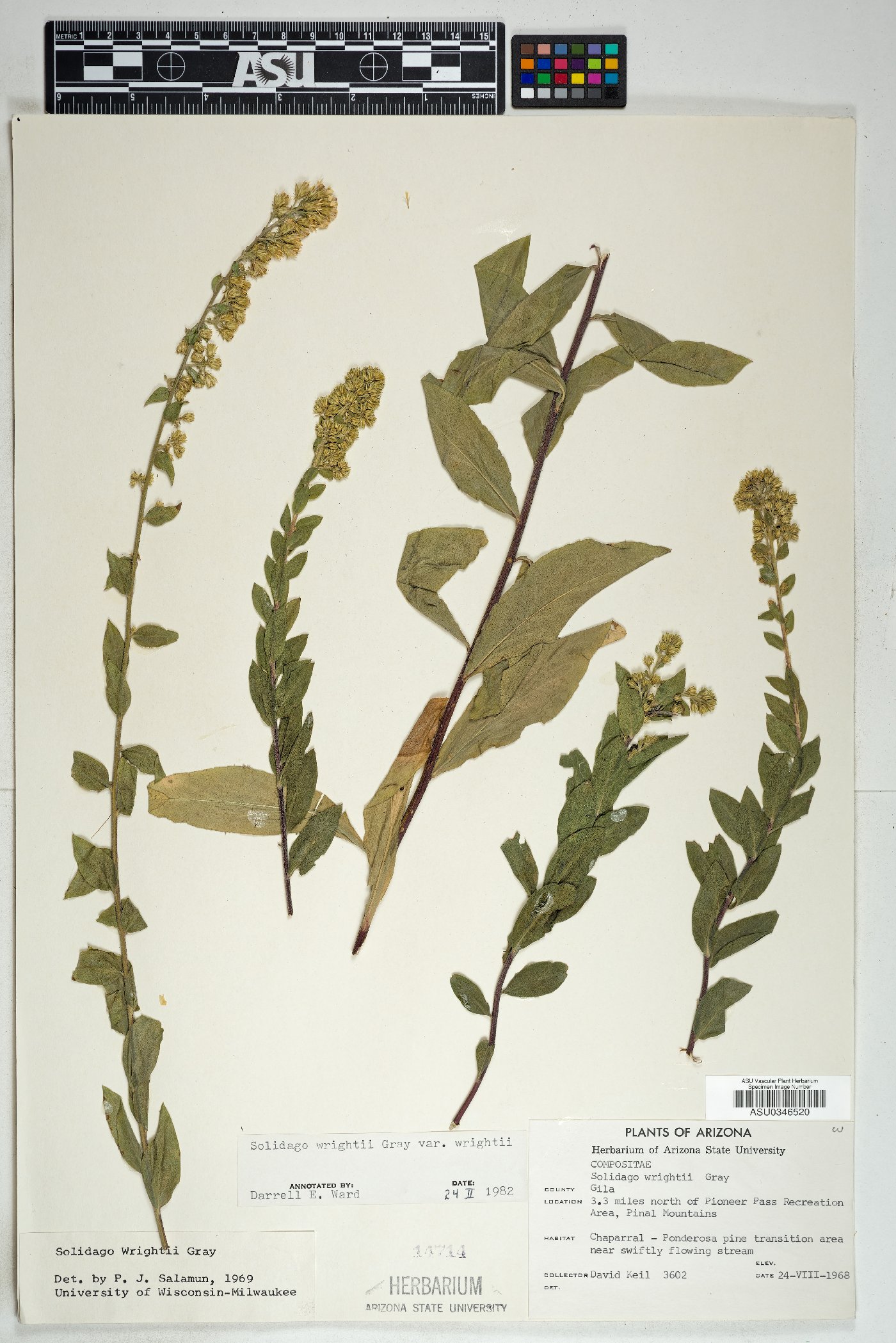 Solidago wrightii var. wrightii image