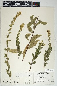 Solidago wrightii var. wrightii image