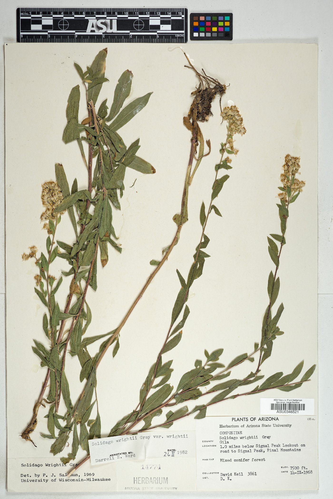 Solidago wrightii var. wrightii image