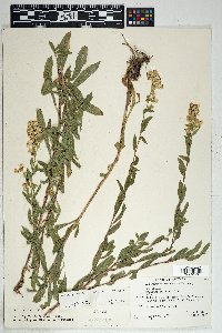 Solidago wrightii image