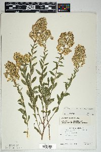 Solidago wrightii image