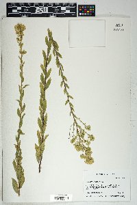 Solidago wrightii image