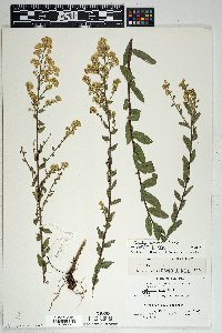 Solidago wrightii image