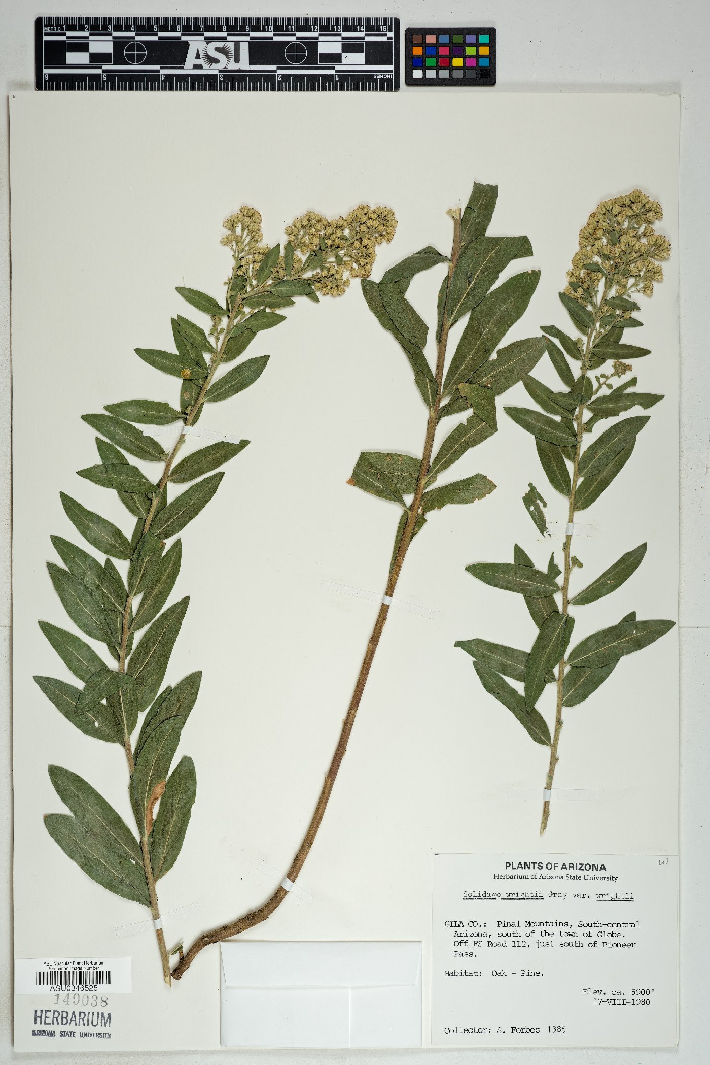 Solidago wrightii var. wrightii image