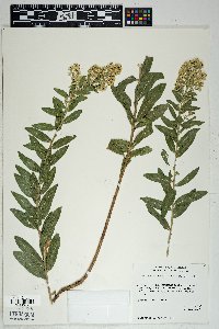 Solidago wrightii image