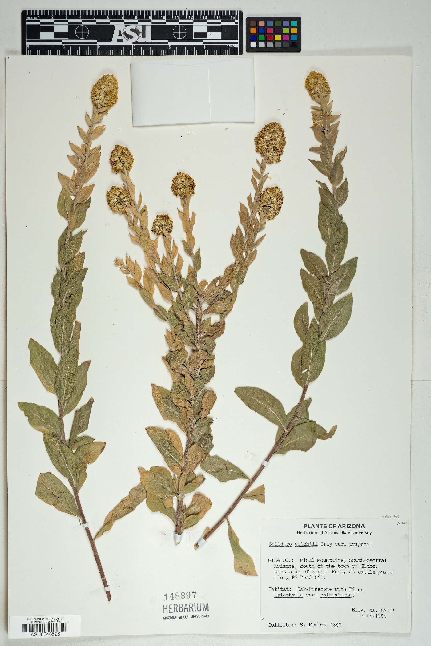 Solidago wrightii var. wrightii image