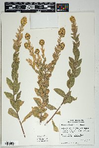 Solidago wrightii image