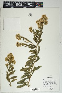 Solidago wrightii image