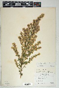 Solidago wrightii var. adenophora image