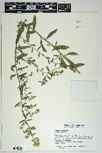 Solidago wrightii image