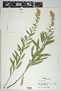 Solidago wrightii image