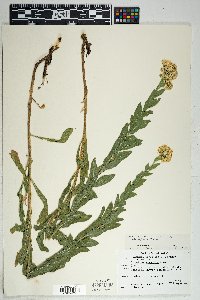 Solidago wrightii image